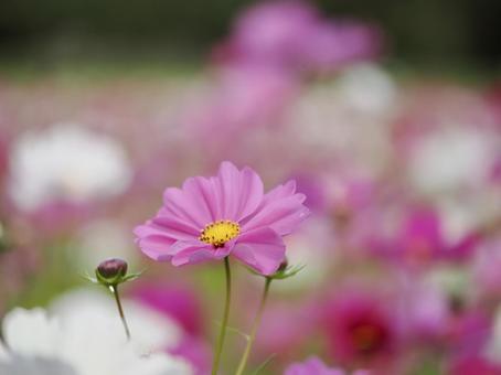 コスモス 秋,自然,ピンクの写真素材