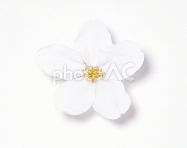 桜の花びら　 1輪,かわいい,さくらの写真素材