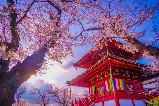 彩り豊かな桜と寺院 桜,孝道山,寺院の写真素材