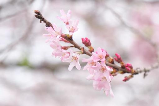 桜 桜の写真