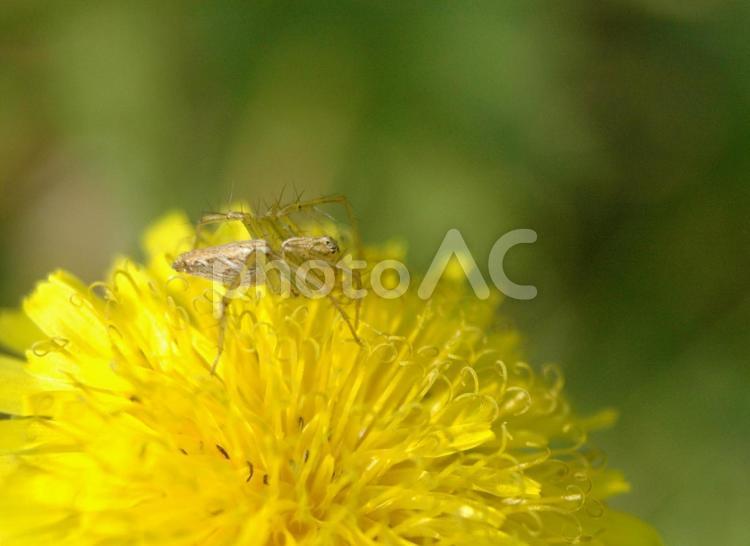 黄色い花の上で飛んでくる虫を待つクモ クモ,黄色い花,花の写真素材