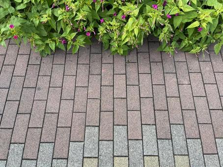 神田川10月:オシロイバナのフレーム 神田川10月:オシロイバナのフレーム 白粉花,オシロイバナ,花の写真素材