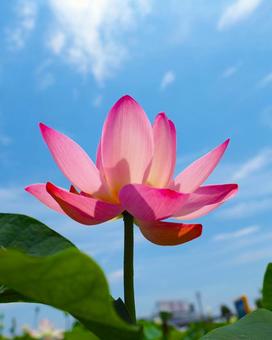Photo, lotus, lotus field, a lotus, 