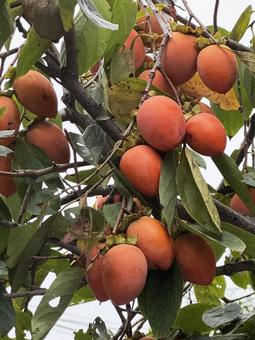 秋の柿の木 秋の柿の木,秋,10月の写真素材