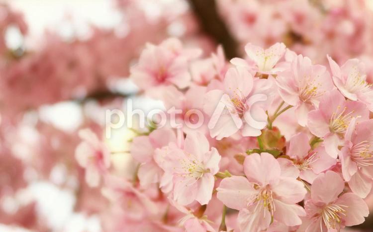 早春・満開の河津桜　淡いピンクのイメージ 河津桜,満開,春の写真素材