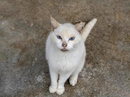 マイペースに過ごす猫 猫,地域猫,動物の写真素材