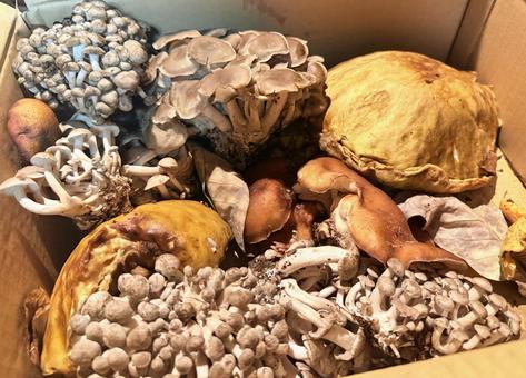 きのこ きのこがり,天然きのこ,うまいの写真素材