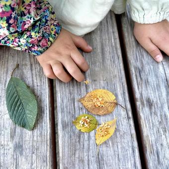 秋の草花遊び キンモクセイ 秋の草花遊び キンモクセイ キンモクセイ,金木犀,落ち葉の写真素材
