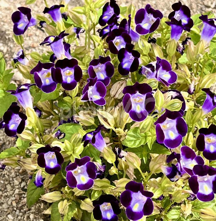 花壇に咲く濃紫のトレニアの花 花,植物,トレニアの写真素材