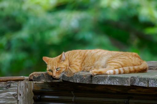 猫(222) 猫(222)の写真