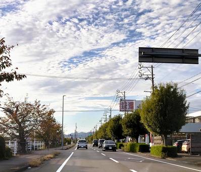 桜並木は紅葉し、向かいの並木は常緑樹 並木,並木道,桜並木の写真素材