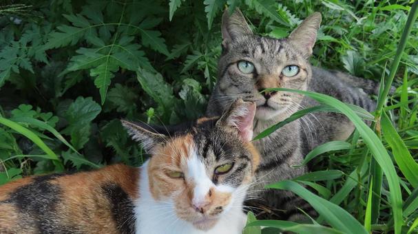 ラブラブでもふもふな三毛猫たちの夕涼み ラブラブでもふもふな三毛猫たちの夕涼み 三毛猫,猫,キジトラの写真素材