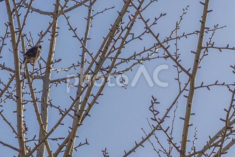 木の枝にとまる野鳥と新芽 野鳥,とり,鳥の写真素材