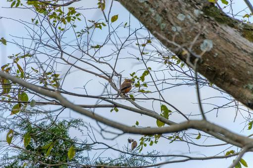 A shrike perched on a branch in winter, JPG A shrike perched on a branch in winter, JPG