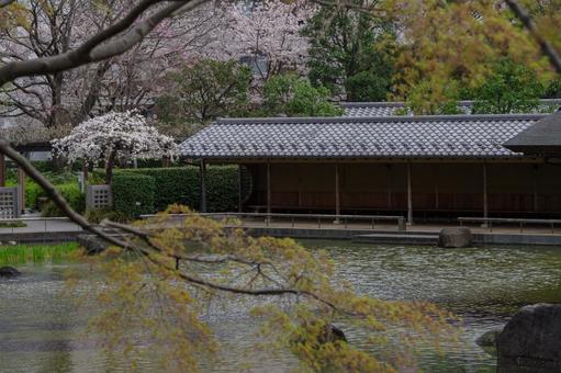 桜と日本庭園そしてあずまやの写真