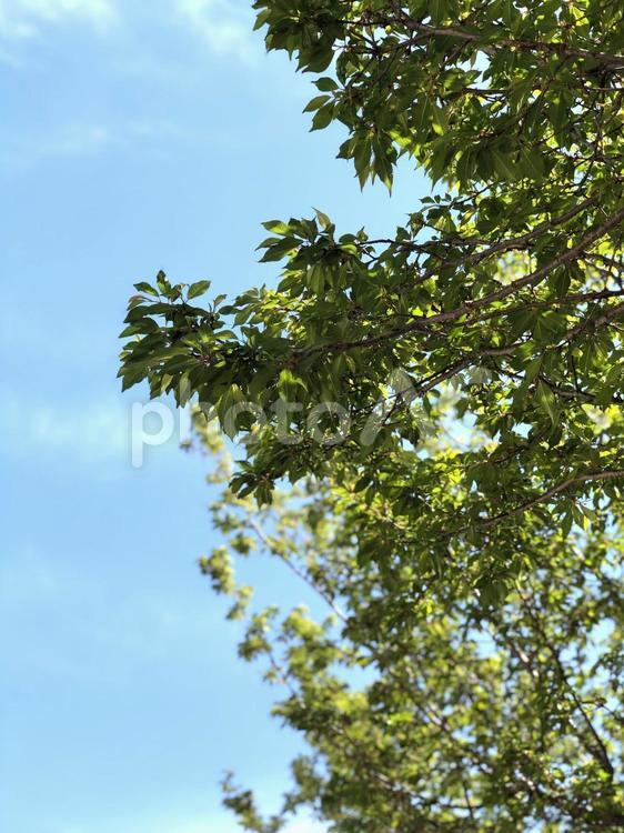 空と桜の木 空,木,縦の写真素材
