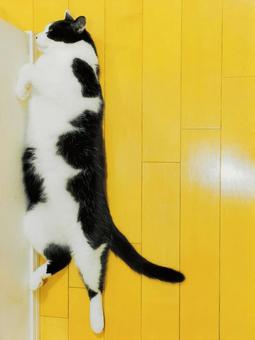 仰向けのハチワレ猫 仰向けのハチワレ猫 ペット,ネコ,仰向けの写真素材