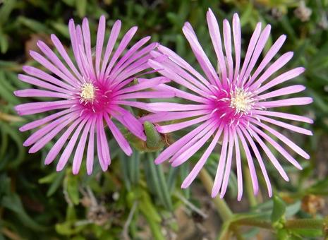 【花の写真】マツバギク(松葉菊) 【花の写真】マツバギク(松葉菊) マツバギク,松葉菊,植物の写真素材