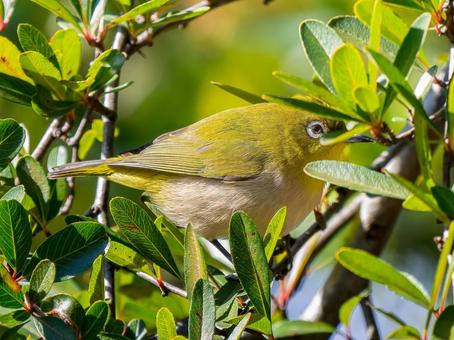 枝にとまるメジロ メジロ,野鳥,鳥の写真素材