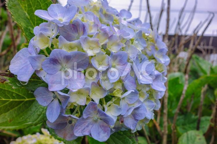 華麗なアジサイの花9 アジサイ,紫陽花,花の写真素材