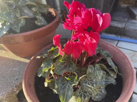 シクラメン シクラメン,ガーデンシクラメン,園芸の写真素材