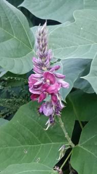 マメ科のつる性植物葛の花 花,くず,葛の写真素材