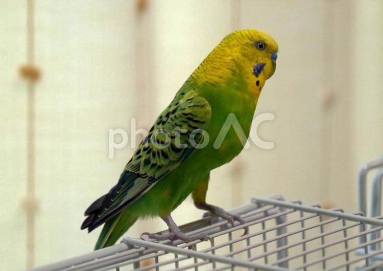 セキセイインコ　室内 セキセイインコ,インコ,鸚哥の写真素材