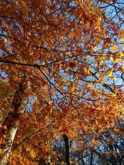 ところどころ落ちかけていく紅葉の風景 ところどころ落ちかけていく紅葉の風景 紅葉,12月,初冬の写真素材