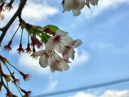 さくらのボケ背景-5 背景,ボケ,さくらの写真素材