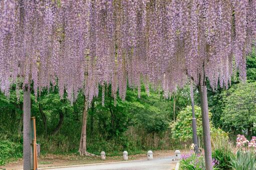 藤の咲く丘　藤棚の藤2ー25 藤棚,藤の花,花の写真素材