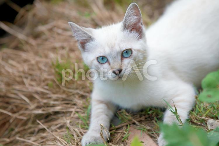 白い毛で青い目の子猫のアップ 子猫,白猫,青い目の写真素材