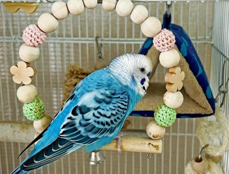 ブランコに乗るセキセイインコ オパーリン ブランコに乗るセキセイインコ オパーリンの写真