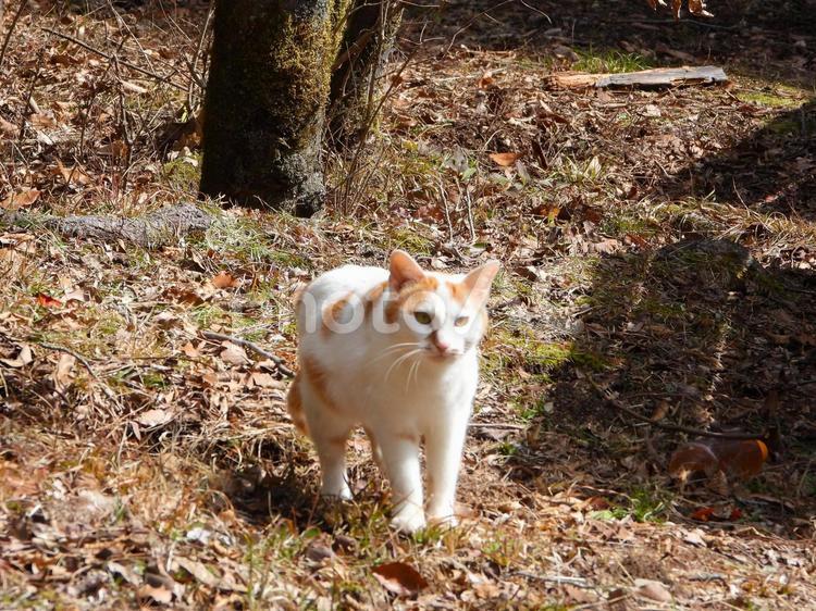 やってきた野良猫3 猫,野良猫,哺乳類の写真素材