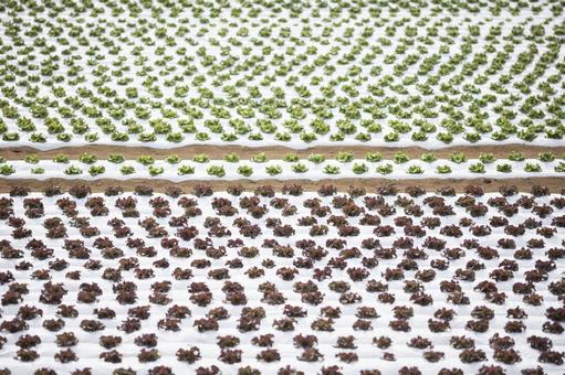 春の植え付け直後のレタス畑 春の植え付け直後のレタス畑 サニーレタス,リーフレタス,レタス畑の写真素材