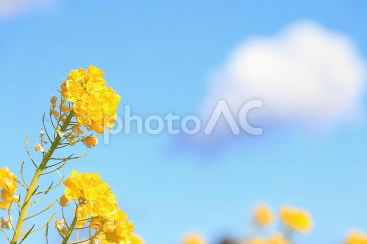 春のおとずれ 自然,花,植物の写真素材