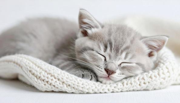 リラックスした雰囲気で昼寝する子猫の写真