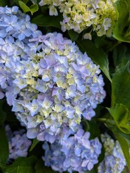 Hydrangea, JPG