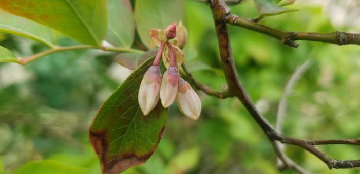 bud, JPG