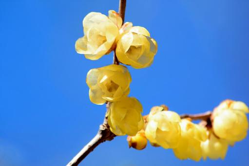ロウバイの花と青空 ロウバイ,花,花木の写真素材