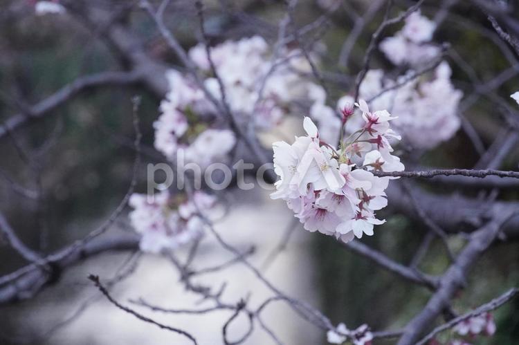 《東京都》目黒川 桜 桜,さくら,サクラの写真素材