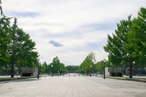 緑が映える皇居に続く道 行幸通り,東京,皇居の写真素材