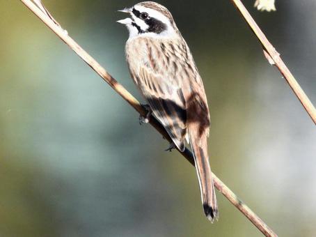 Bunting clings to reeds and cries, JPG