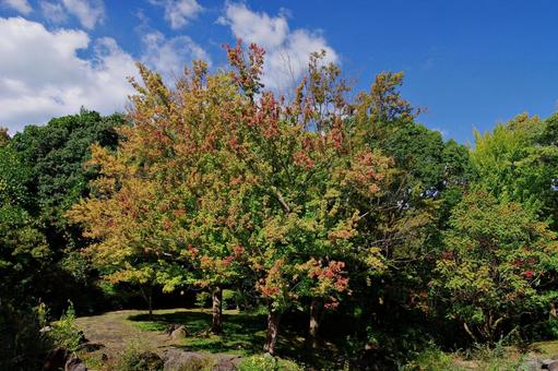 秋の始まり 秋の始まり 紅葉,始まり,秋の写真素材