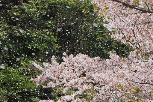 桜吹雪 桜吹雪 桜,桜吹雪,花びらの写真素材