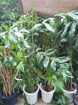 傷んだ捨てられてしまう観葉植物 訳あり 傷んだ捨てられてしまう観葉植物 訳あり 大型観葉植物,観葉植物,訳ありの写真素材