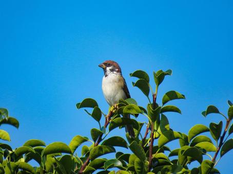枝の先に留まるスズメ 枝の先に留まるスズメ スズメ,野鳥,動物の写真素材