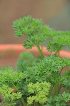 家庭菜園で育てたパセリ パセリ,野菜,家庭菜園の写真素材