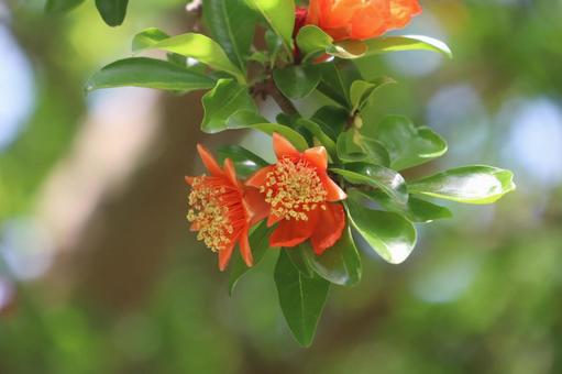 植物 ザクロの花 植物 ザクロの花の写真