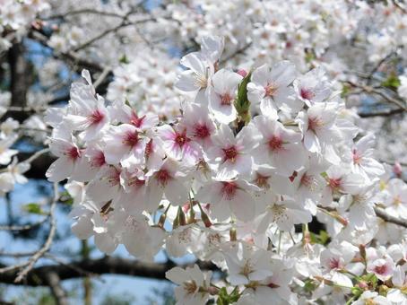 桜 桜の写真