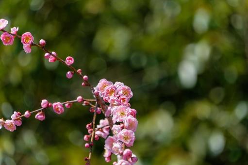 陽光に映える濃桃色の梅の花 陽光に映える濃桃色の梅の花の写真
